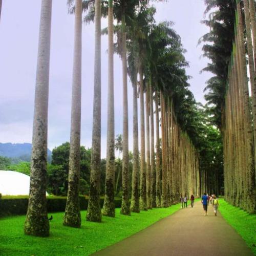 Royal Botanical Garden – Peradeniya